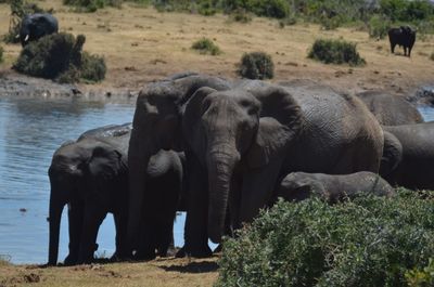 View of elephant in water