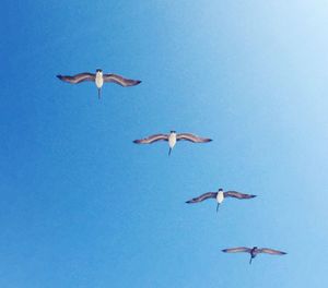 Low angle view of seagulls flying in sky