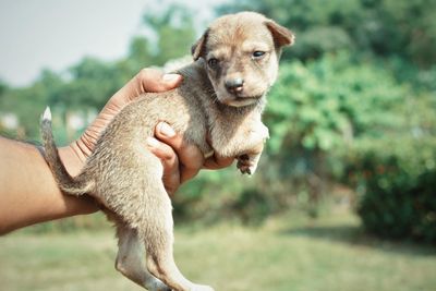 Cropped hand of person holding puppy