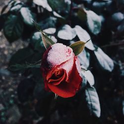 Close-up of rose plant