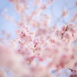 Close-up of pink cherry blossom