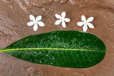 High angle view of white rose floating on water