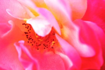 Close-up of pink flower