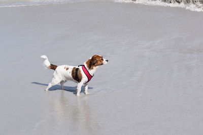 Dog running on beach