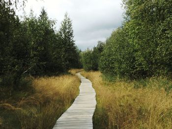 Scenic view of pathway surrounded by wild forest.