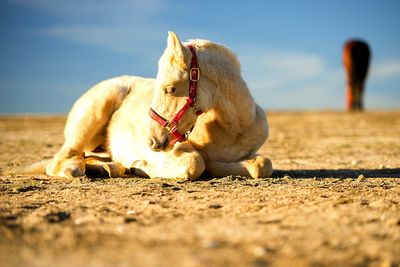 View of a horse lying on land