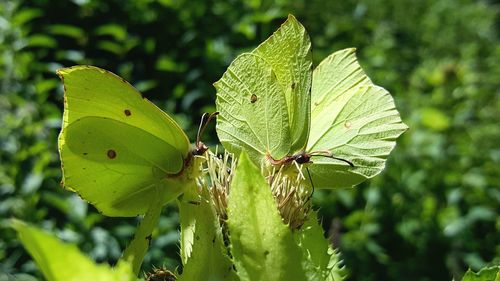 Close-up of insect on leaf