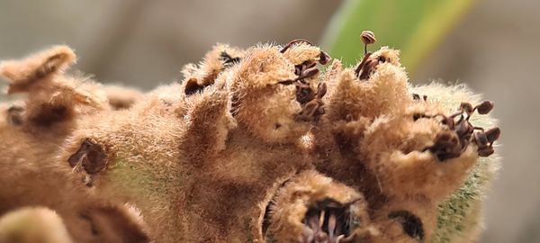 Close-up of insect