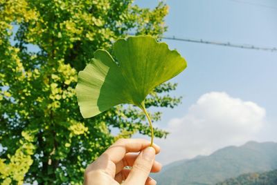 Cropped image of hand holding plant