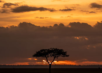 Silhouette tree against sky during sunset