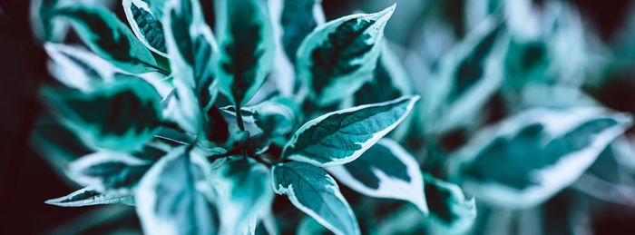 Close-up of flowering plant