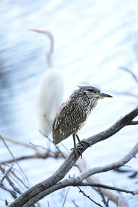 Low angle view of black-crowned heron perching on tree with egret in background 