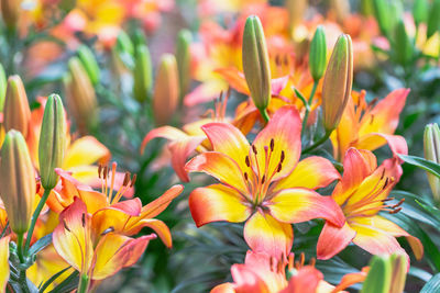 Close-up of orange flowering plant