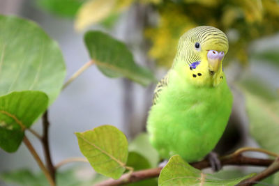 Close-up of parrot perching on leaf