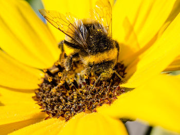 Extreme close-up of bee pollinating on flower