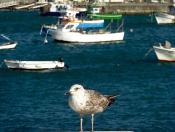 Seagull perching against boats in sea