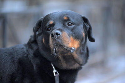 Close-up of a dog looking away