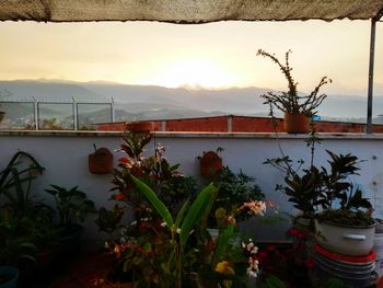 Potted plants by lake against sky during sunset