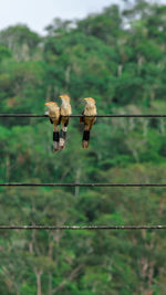 Birds in high line.