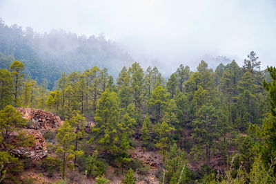 Scenic view of forest against sky