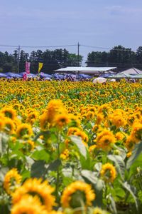 Close-up of yellow flowers blooming in field against sky