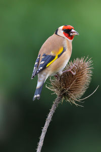European goldfinch perching on teasel