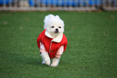 Dog running on grass