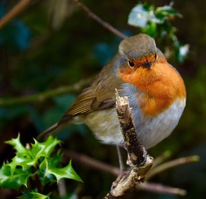 Close-up of robin perching on plant