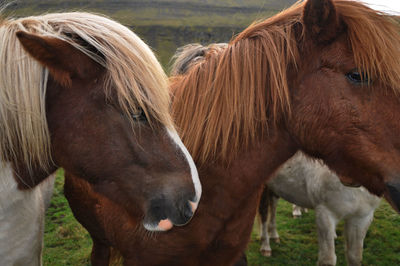 Horses in ranch