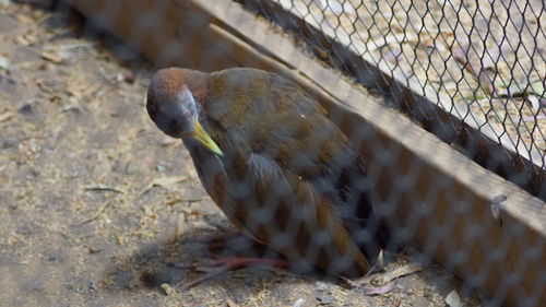 Close-up of bird