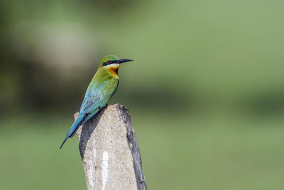 Close-up of bird perching on wooden post