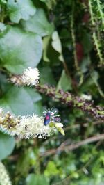 Close-up of white flowers blooming outdoors