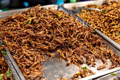 Close-up of insect for sale in market