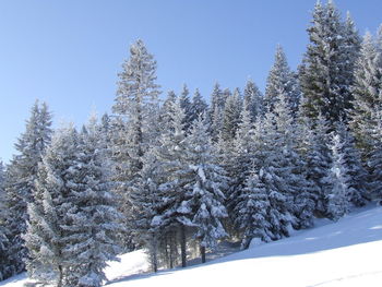 Trees on snow covered field against clear sky 