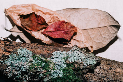 Close-up of dried autumn leaf