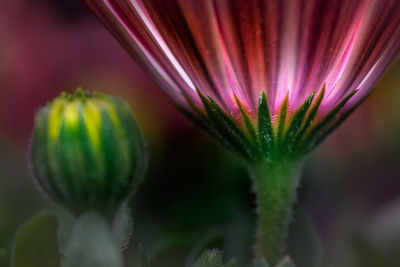 Close-up of pink flower buds