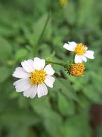 Close-up of white daisy flower