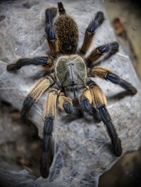 tarantula