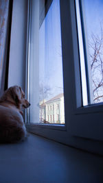 Dog looking through window