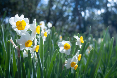 Close-up of fresh white flowers in field