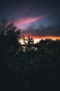 Silhouette trees on field against sky at sunset