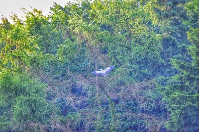 View of bird on grass