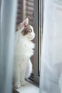 Cat looking away