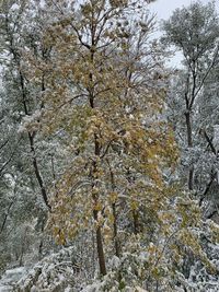 Low angle view of snow covered trees in forest