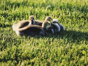 View of baby duvks on grassy field