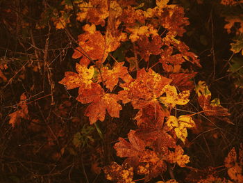 Close-up of maple leaves during autumn
