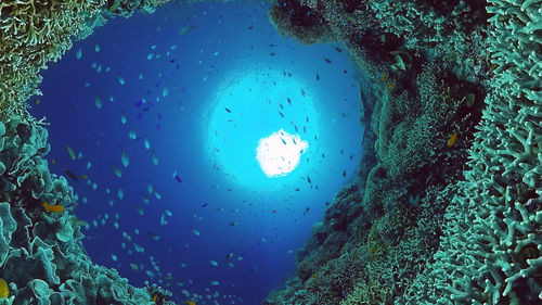 View of fish swimming underwater