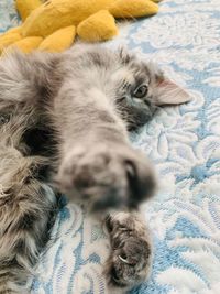 High angle view of cat sleeping on bed