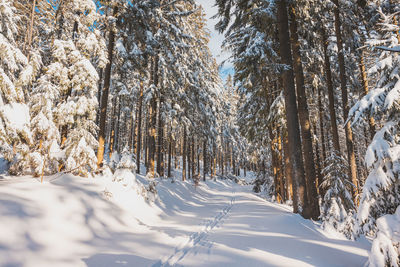 Trees on snow covered landscape