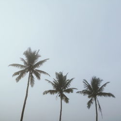 Low angle view of palm trees against clear sky